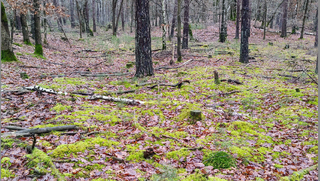 Koen bos