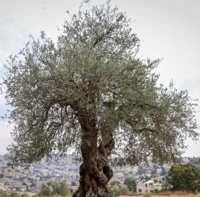 Olijfboom Palestina2