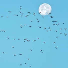 Mindfulness van moonfulness