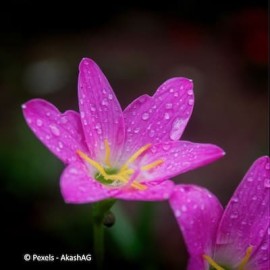Aandacht voor regen