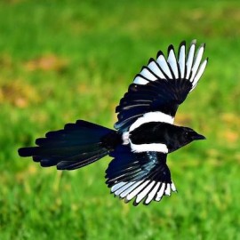 De ekster in ons hoofd