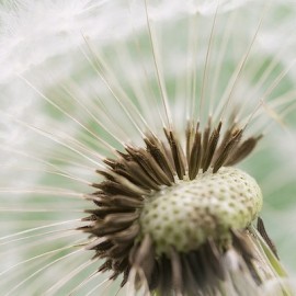 Traumasensitief dharmadelen, hoe doen we dat?