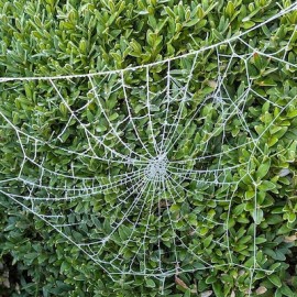 De Adem van de Aarde: Inheemse Wijsheid en Mindfulness in Verbinding