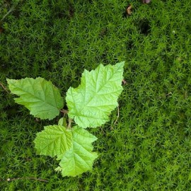 Innerlijke vrede vinden in 50 tinten groen