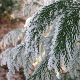 Het stille geluid van sneeuw
