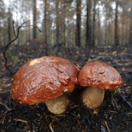 Kunnen we de planeet nog redden? Over klimaatdepressie en hoop.