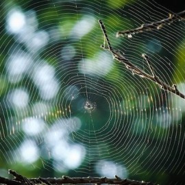 Mindfulness lessen van onze dieren