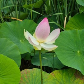 Nieuwe sangha in Zoetermeer