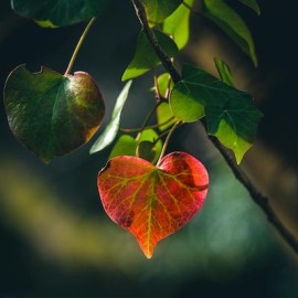 Herfstcontemplatie