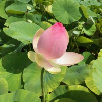 Intensief aan de slag met mindfulness? Volg de jaartraining 2019 met Bettina Romhardt